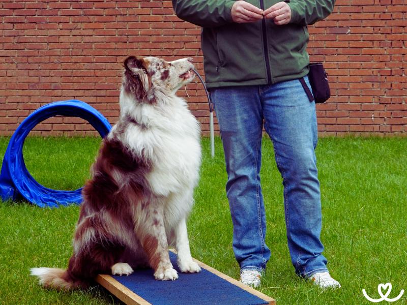 Zkousky-rally-obedience (10)